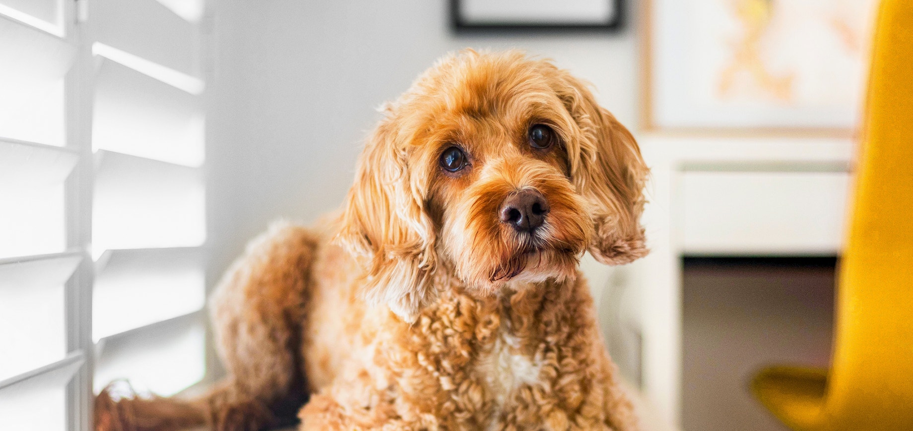 Erste Hilfe für Hunde