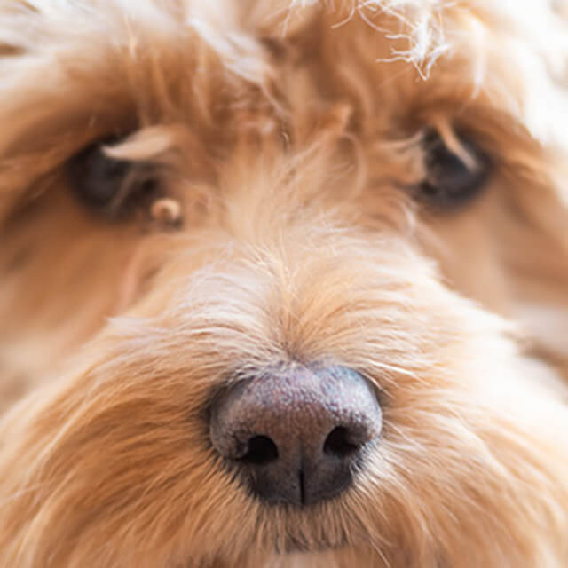 Ein neuer Hund zieht ein