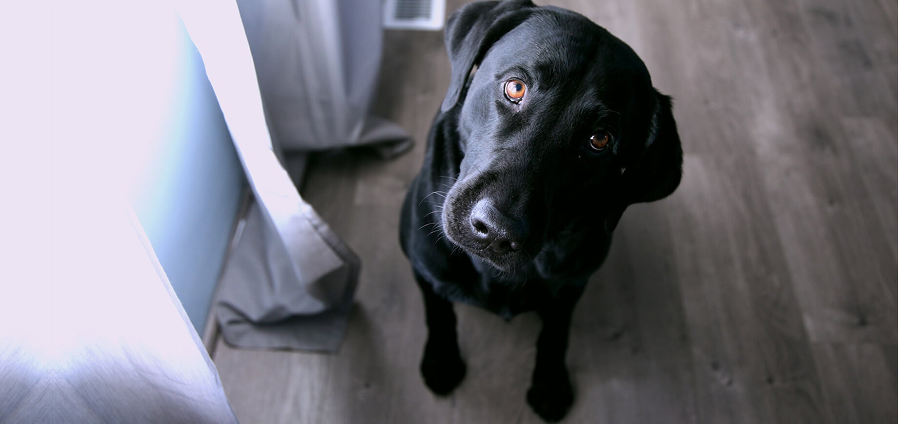 Hilfe, mein Hund schläft nachts nicht