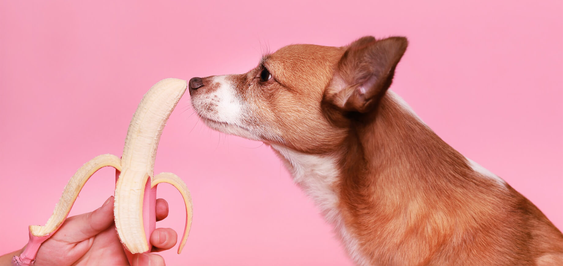 Hund riecht an einer Banane