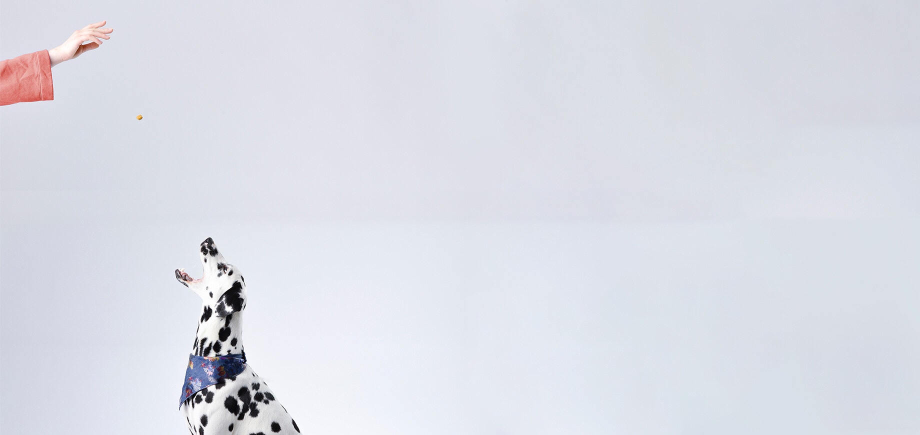 Hund sitzt und wartet auf ein Leckerli