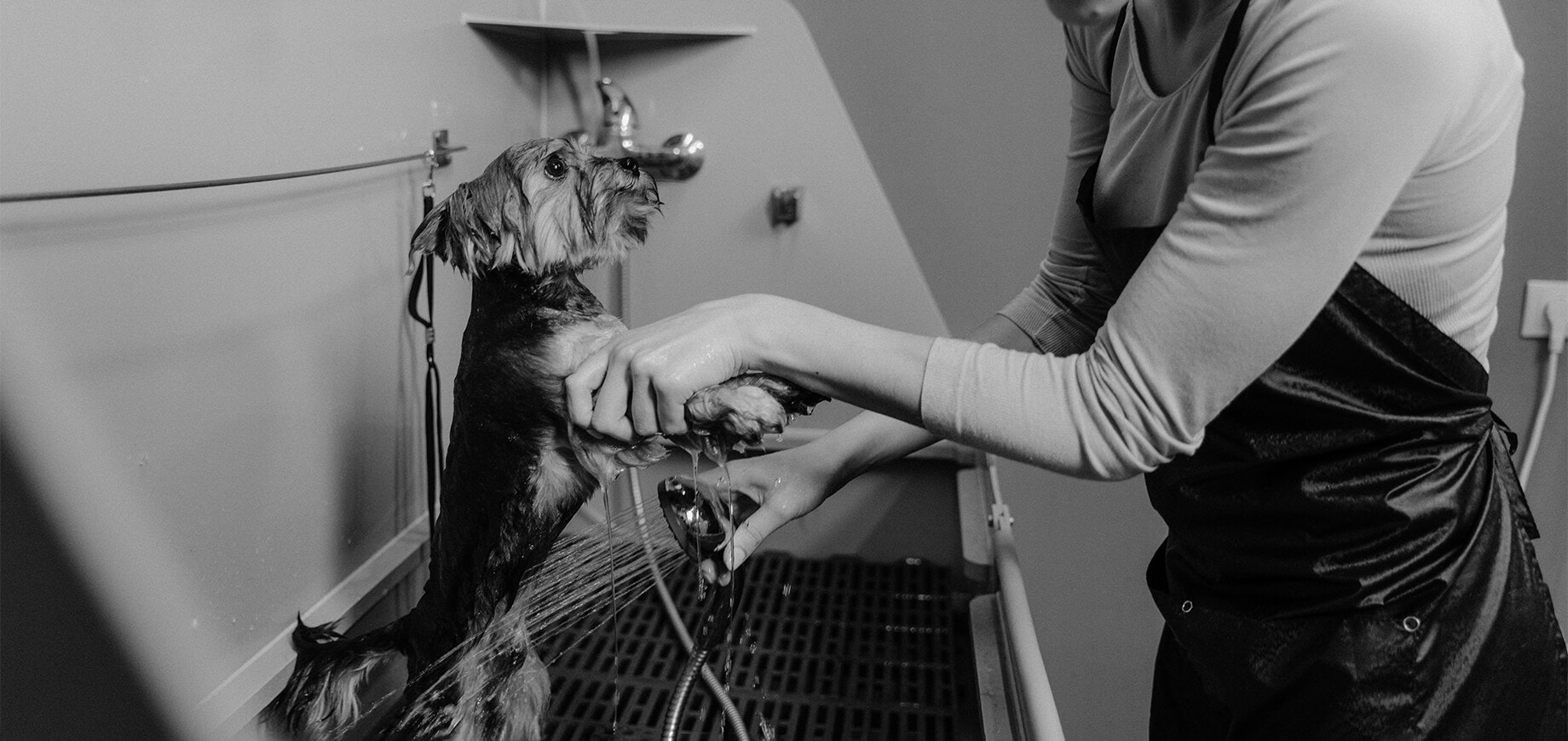 Hund wird gewaschen