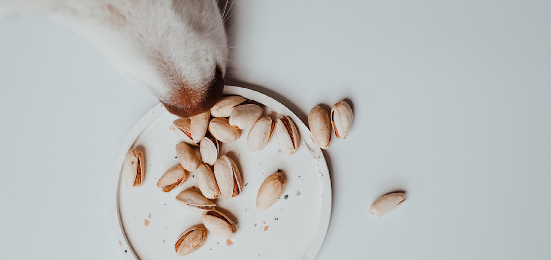 Hund riecht Pistazien