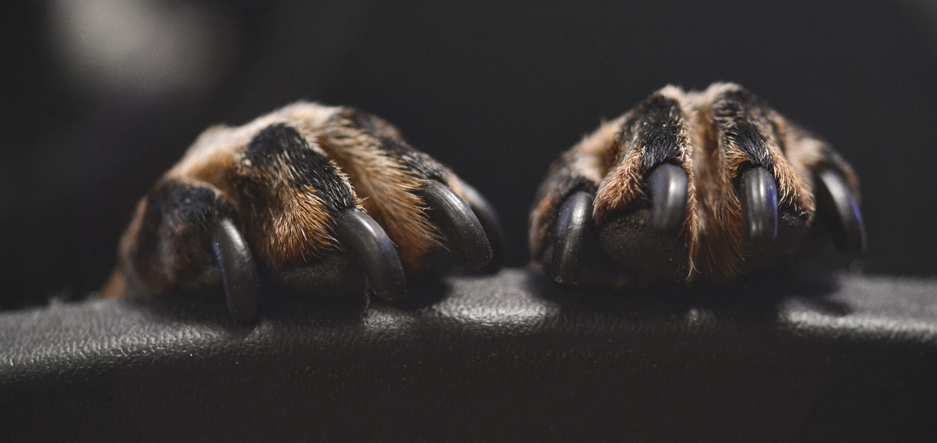 lange Nägel an den Pfoten des Hundes