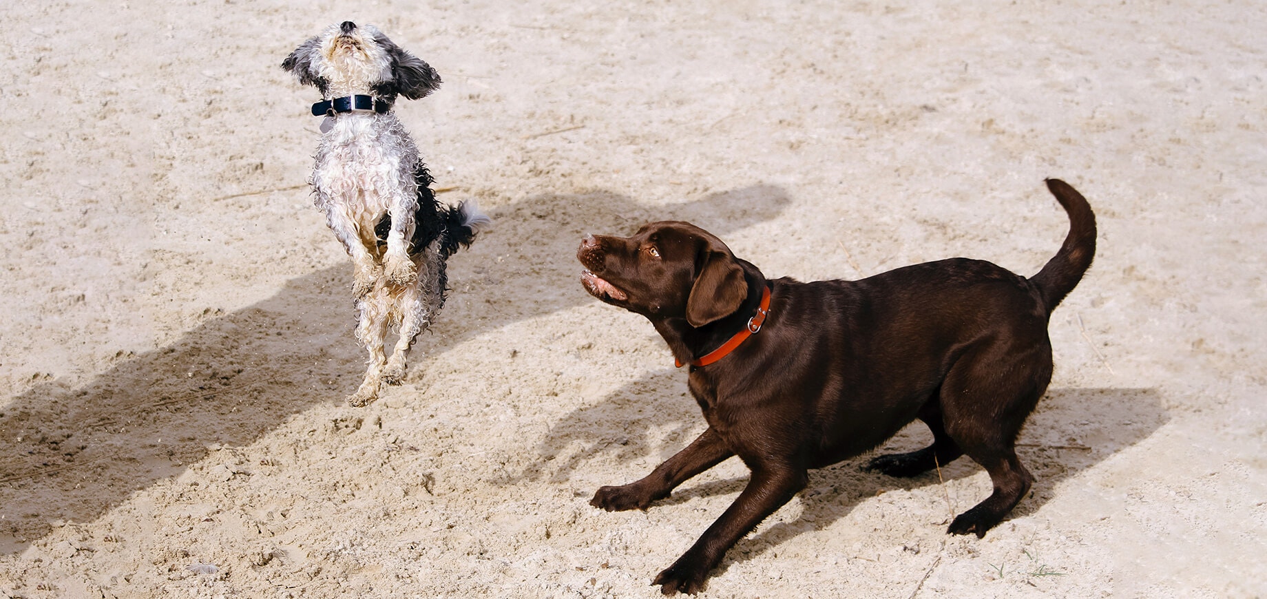 zwei springende Hunde