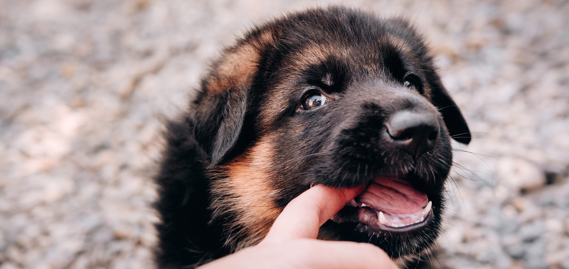 Hund beißt seinen Besitzer in den Finger