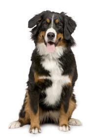 large_berner-sennenhund-0-636246617118308771.jpg