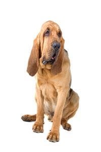 large_bloodhound-0-636246618390678981.jpg