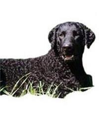 large_curly-coated-retriever-0-636246624778992981.jpg