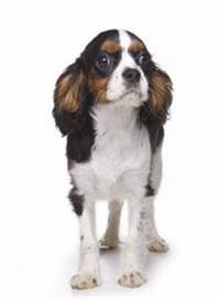 large_king-charles-spaniel-0-636246643992442981.jpg
