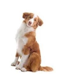 large_nova-scotia-duck-tolling-retriever-0-636246648501125415.jpg