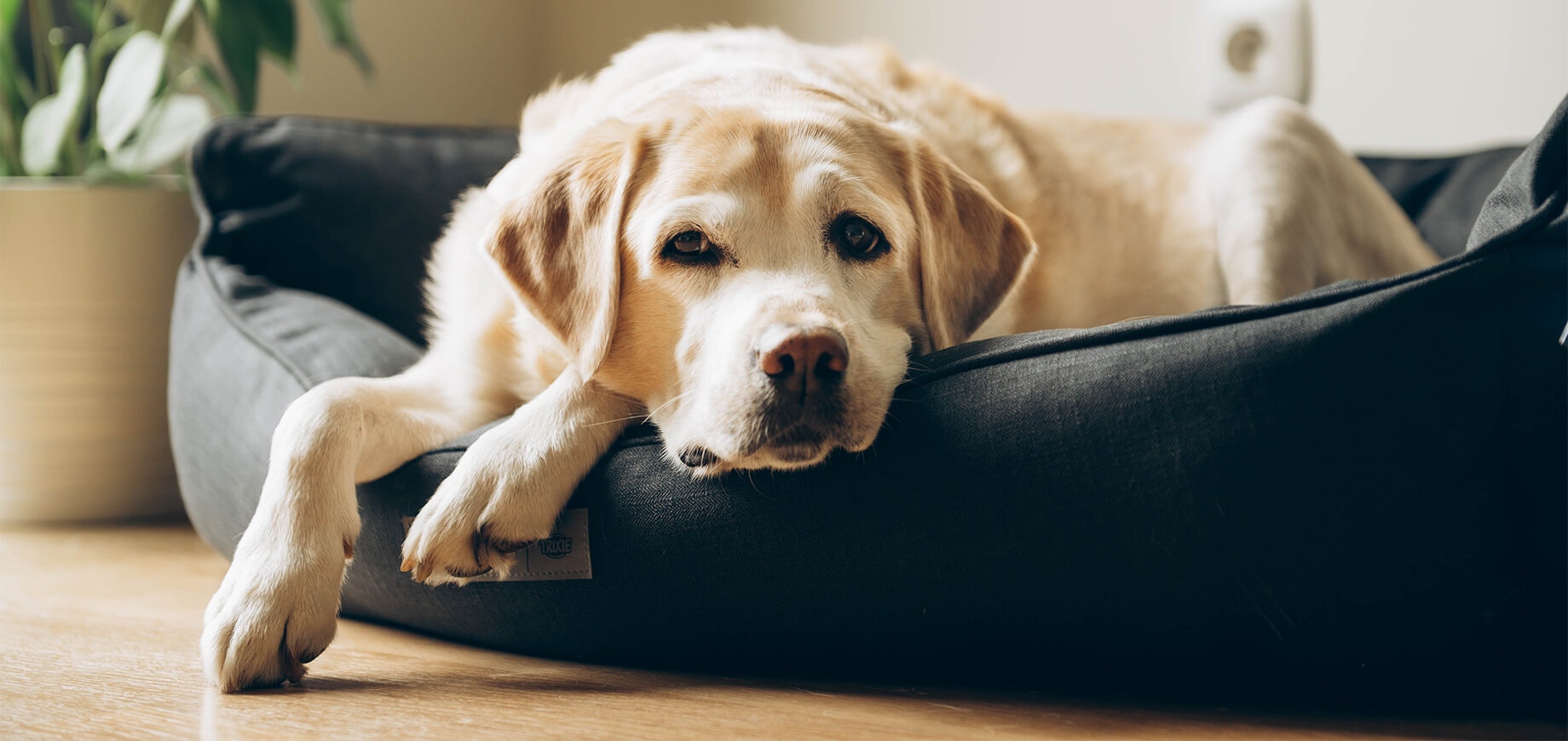 Ein älterer Labrador liegt in seinem Bett.
