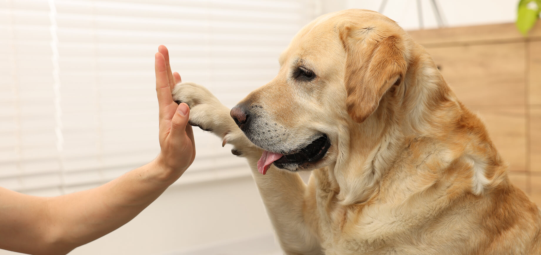 Labrador-Retriever-Hund gibt einem Mann zu Hause ein High Five