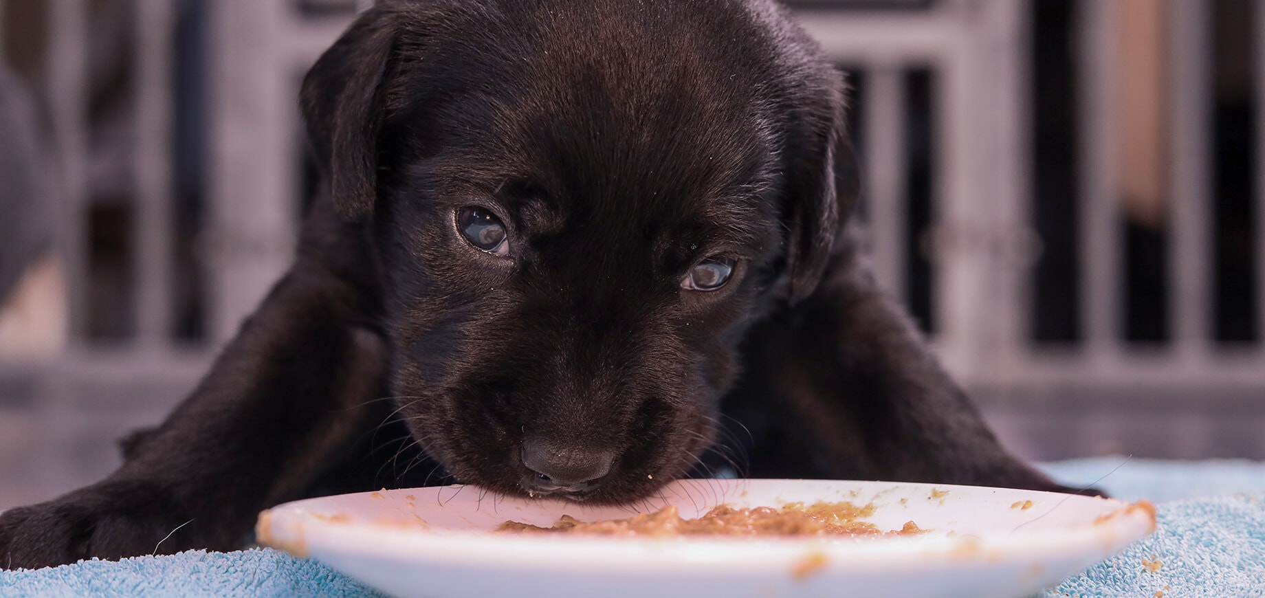 Schwarzer Labrador-Welpe frisst seine Mahlzeit