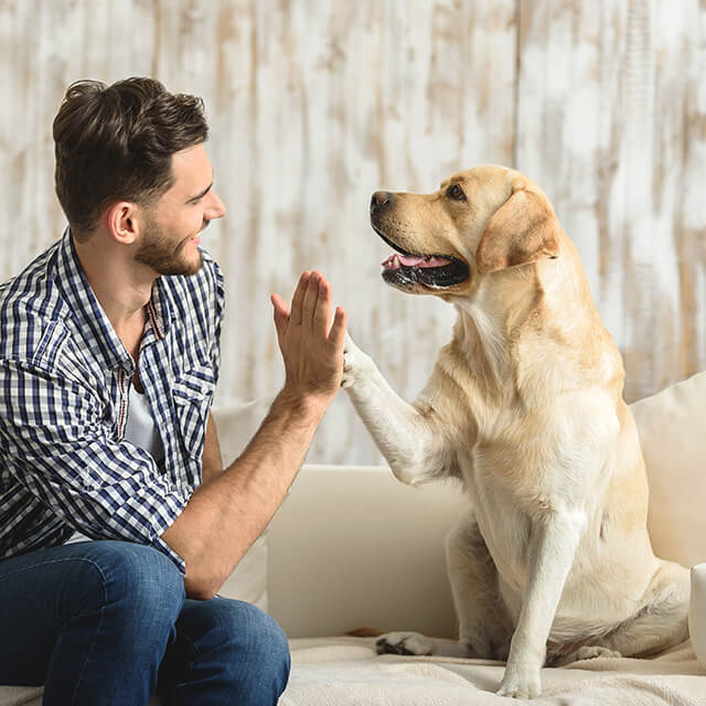 Hund gibt seinem glücklichen Besitzer ein High-Five