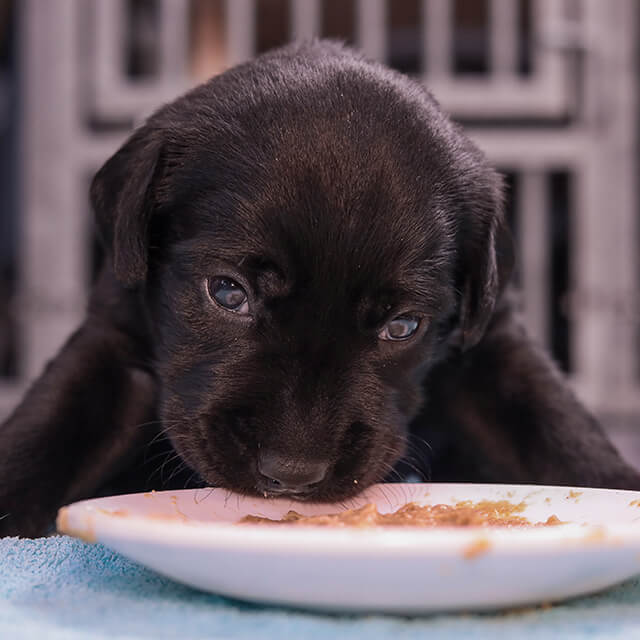 Schwarzer Labrador-Welpe frisst seine Mahlzeit