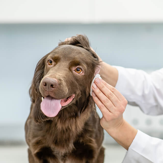 Hund wird von einem Tierarzt mit einem Tuch die Ohren gereinigt.
