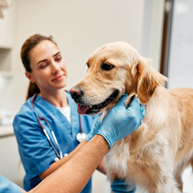 Hund der von einem Tierarzt untersucht wird