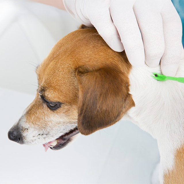 Tierarzt entfernt eine Zecke aus der Haut eines Hundes