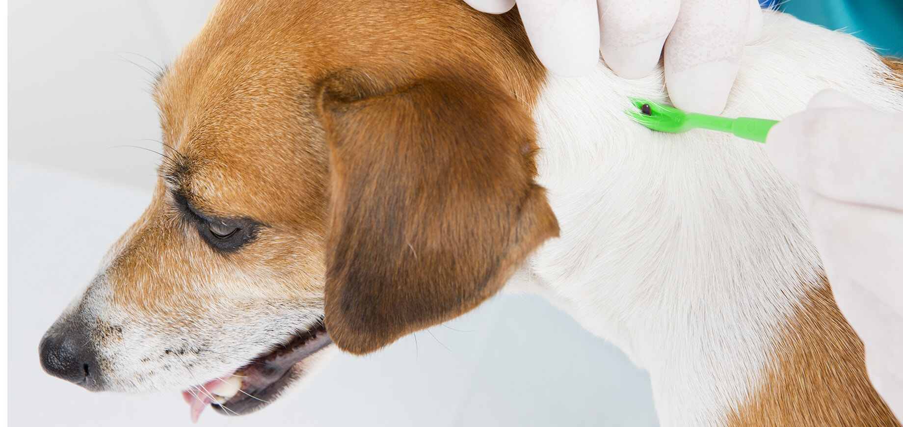 Tierarzt entfernt eine Zecke aus der Haut eines Hundes