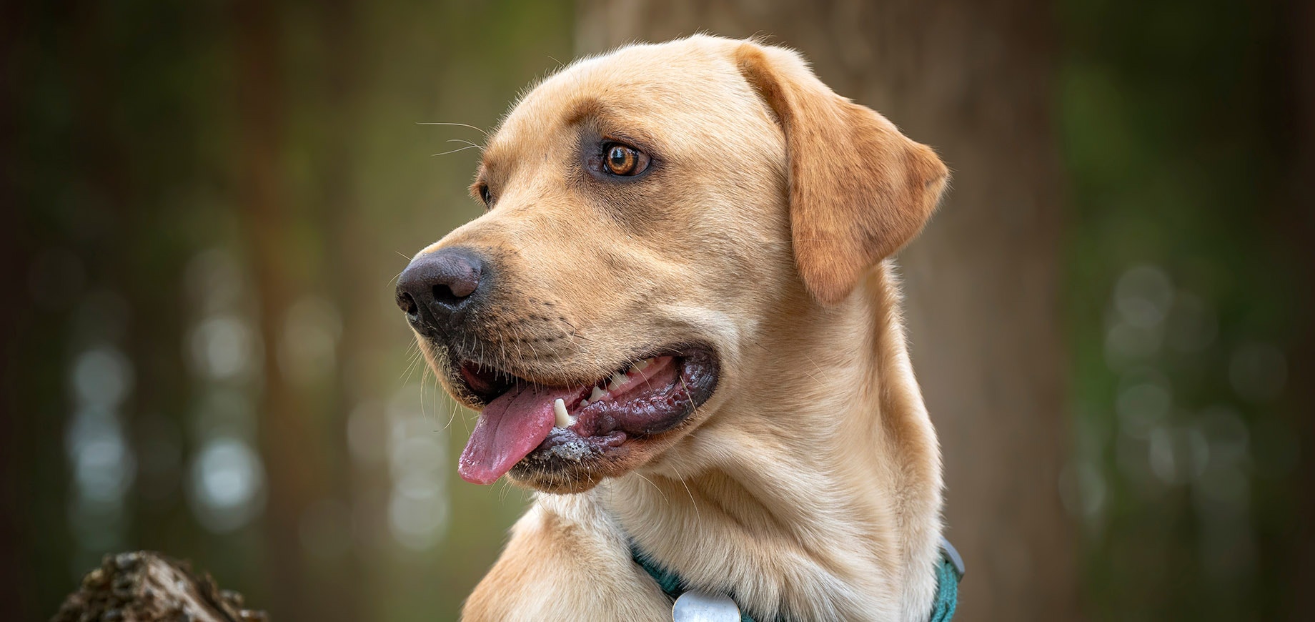 Gelber Labrador im Wald sitzend