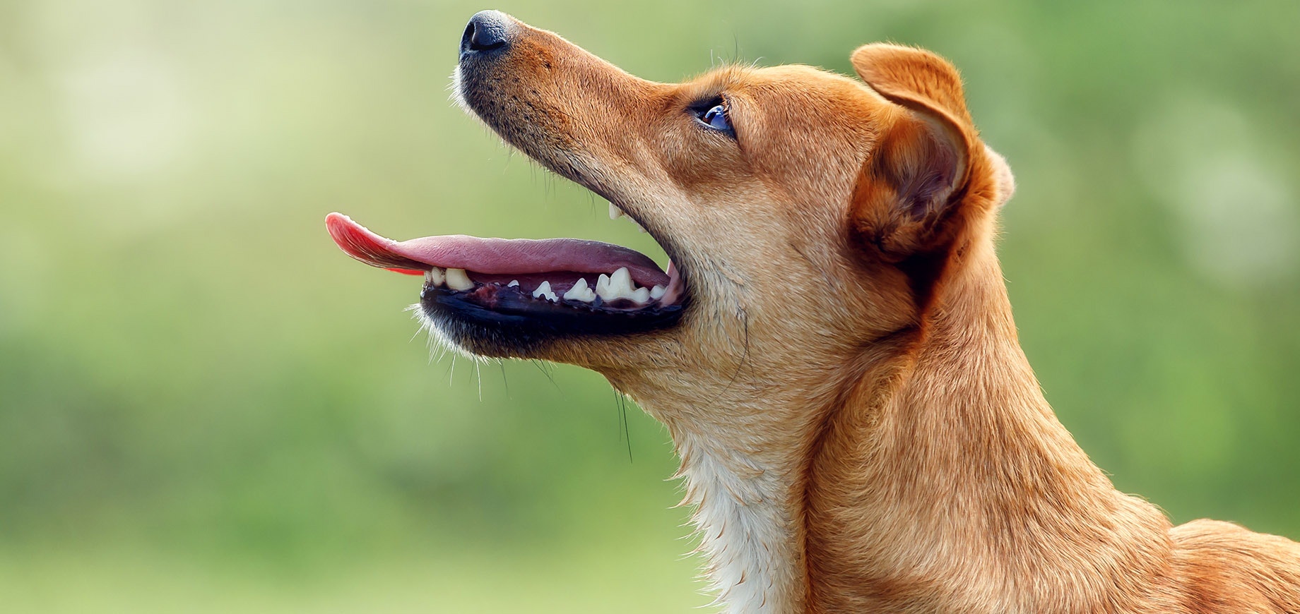 Hund mit geöffnetem Maul und sichtbarem Gebiss.