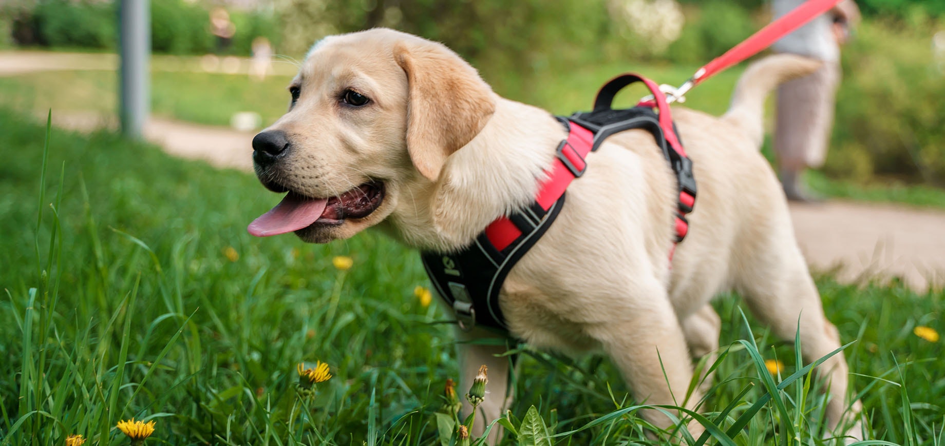 Ein Labrador-Welpe geht an der Leine spazieren und genießt einen sommerlichen Spaziergang im grünen Park.
