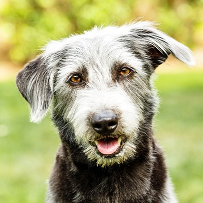 Pedigree Hundefinder