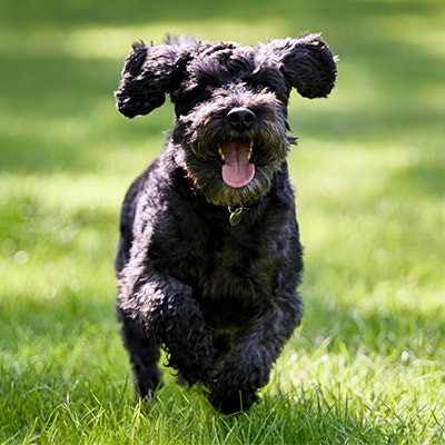 Pedigree Kleine Hunde