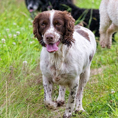 Pedigree Mittelgroße Hunde