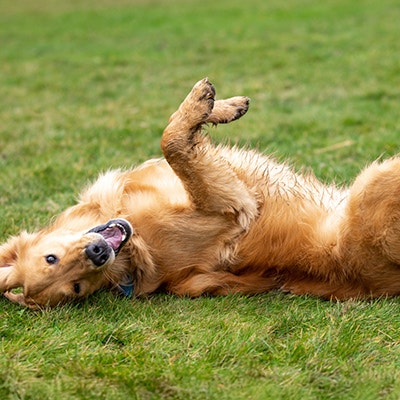 Pedigree Große Hunde