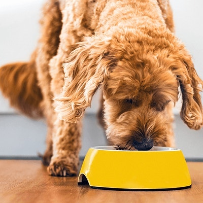 Pedigree Ernährung & Fütterung