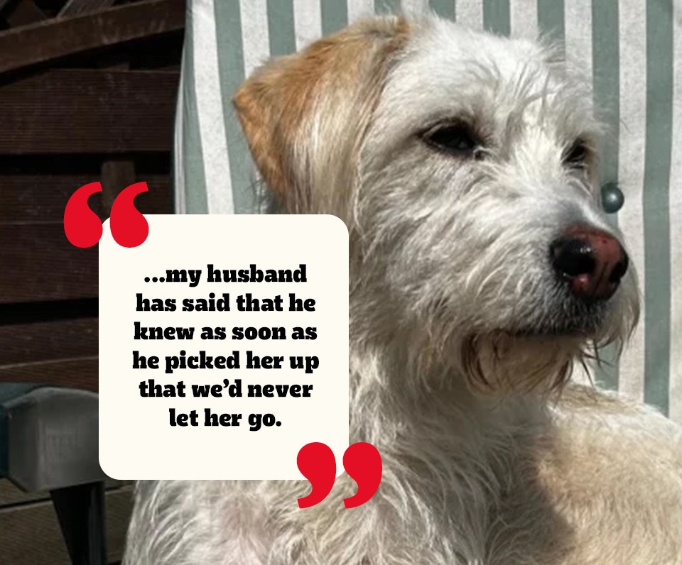 Ein weißer Mischlings-Rettungshund mit zerzaustem Fell.