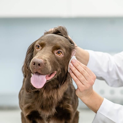 Hund wird von einem Tierarzt mit einem Tuch die Ohren gereinigt.