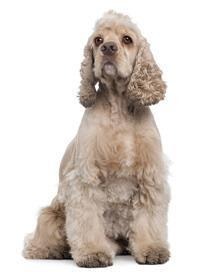 large_amerikanischer-cocker-spaniel-0-636246612312854327.jpg