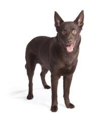 large_australian-kelpie-0-636246658878519651.jpg