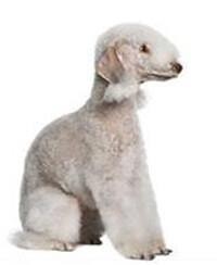 large_bedlington-terrier-0-636246616689687981.jpg