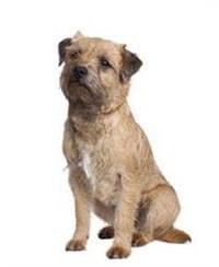 large_border-terrier-0-636246618780898981.jpg