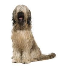 large_briard-berger-de-brie-0-636246620592513981.jpg