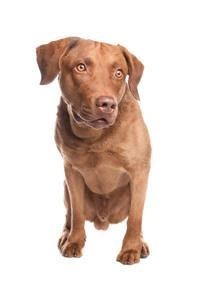 large_chesapeake-bay-retriever-0-636246622205224981.jpg