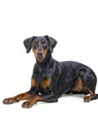 large_dobermann-0-636246627792529981.jpg