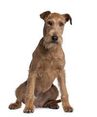 large_irish-terrier-0-636246637860474981.jpg