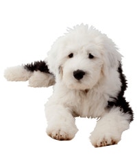 large_old-english-sheepdog-0-636246648903745981.png