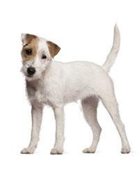 large_parson-russell-terrier-0-636246649333555981.jpg