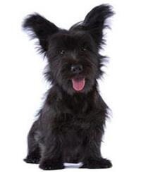large_skye-terrier-0-636246655491625981.jpg