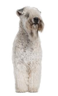 large_soft-coated-wheaten-terrier-0-636246655697130981.jpg