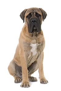 Mastiff-Hunderasse