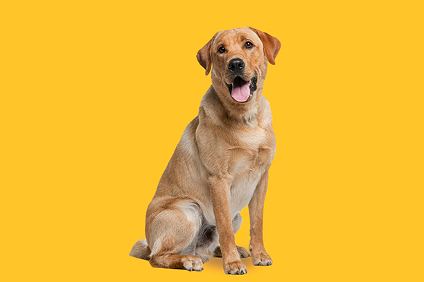 Lächelnder Labrador Retriever sitzt mit heraushängender Zunge